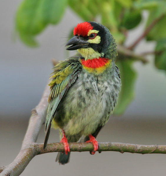 coppersmith_barbet_28megalaima_haemacephala29_in_kolkata_i_img_7583