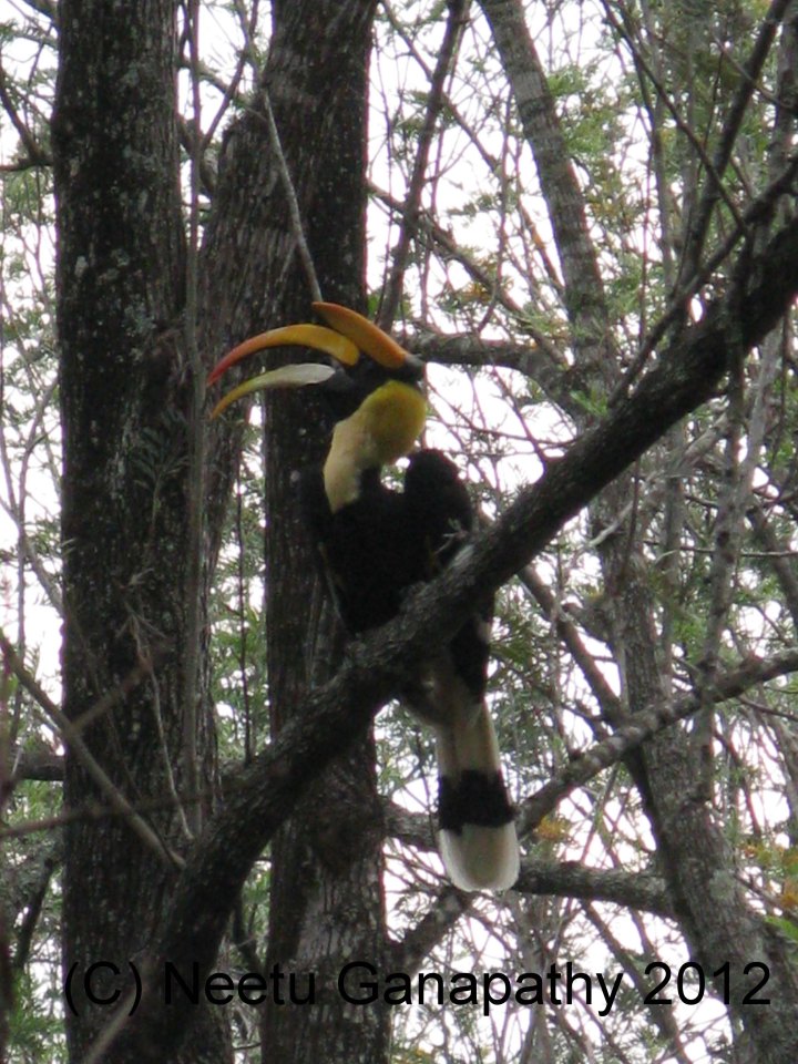 The Great Hornbill, Singara Road, Masinagudi!