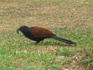 Shot by the author in Mysore
